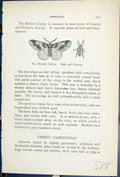 Old Mottled Umbre Male Female Butterflies 1896 Lloyd Kirby Natural Hi Victorian