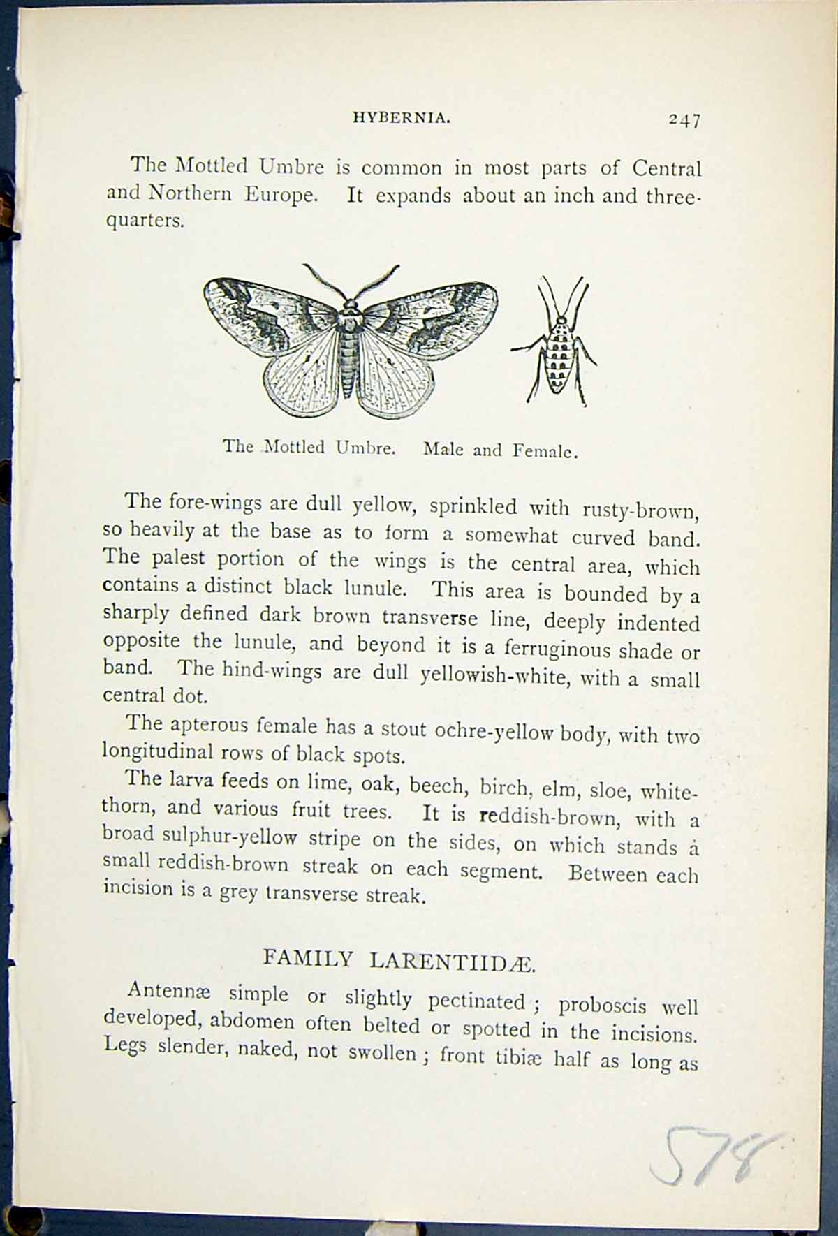 Old Mottled Umbre Male Female Butterflies 1896 Lloyd Kirby Natural Hi Victorian