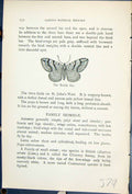 Old Antique Print Butterflies 1896 Lloyd Kirby Treble Bar Anatis Plagiata 19th