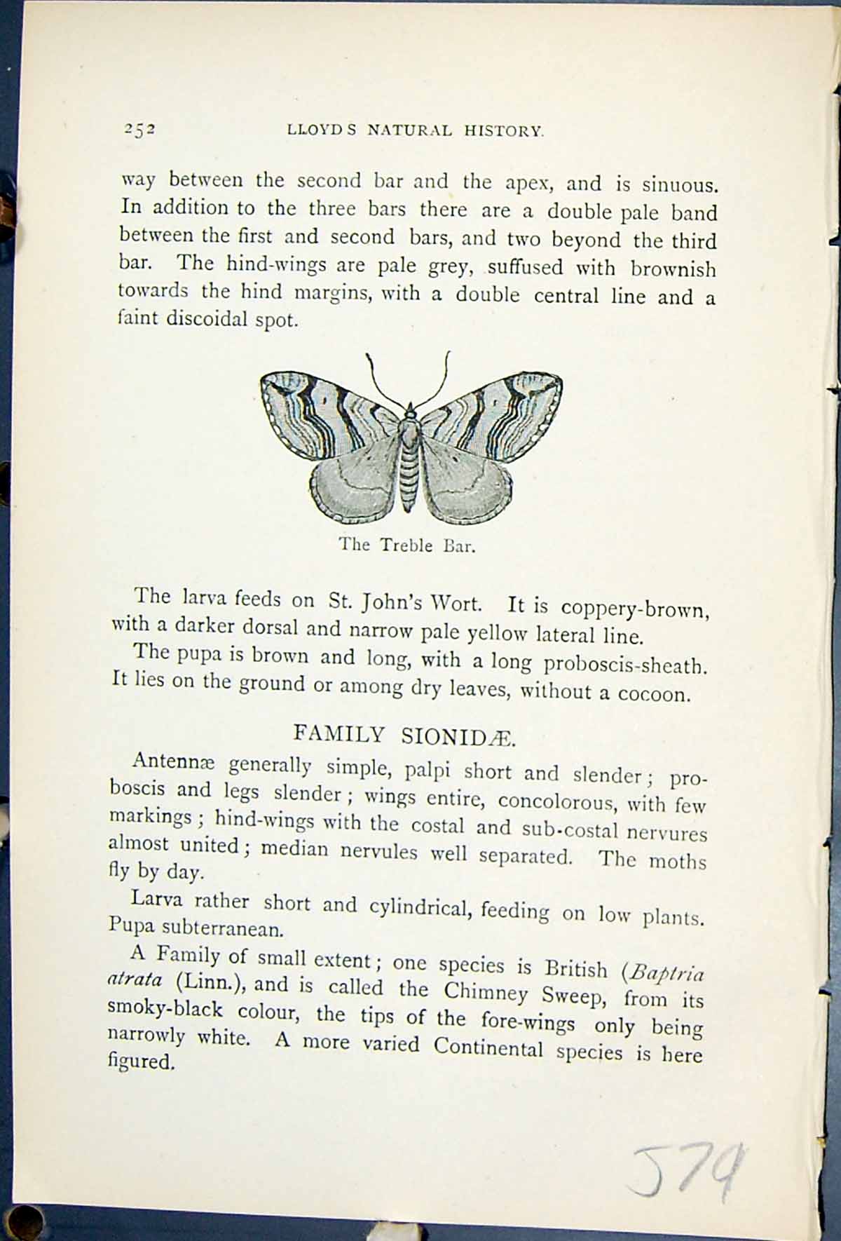 Old Antique Print Butterflies 1896 Lloyd Kirby Treble Bar Anatis Plagiata 19th