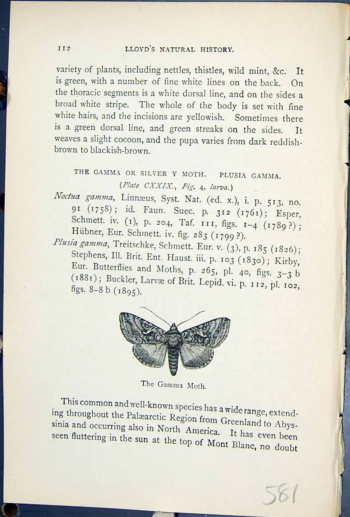 Old Gamma Moth Burnished Brass Butterflies 1896 Lloyd Kirby Natural H 19th