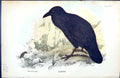 Original Old Antique Print Raven Wyman 1896 Lloyd Sharpe Colour Birds Victorian