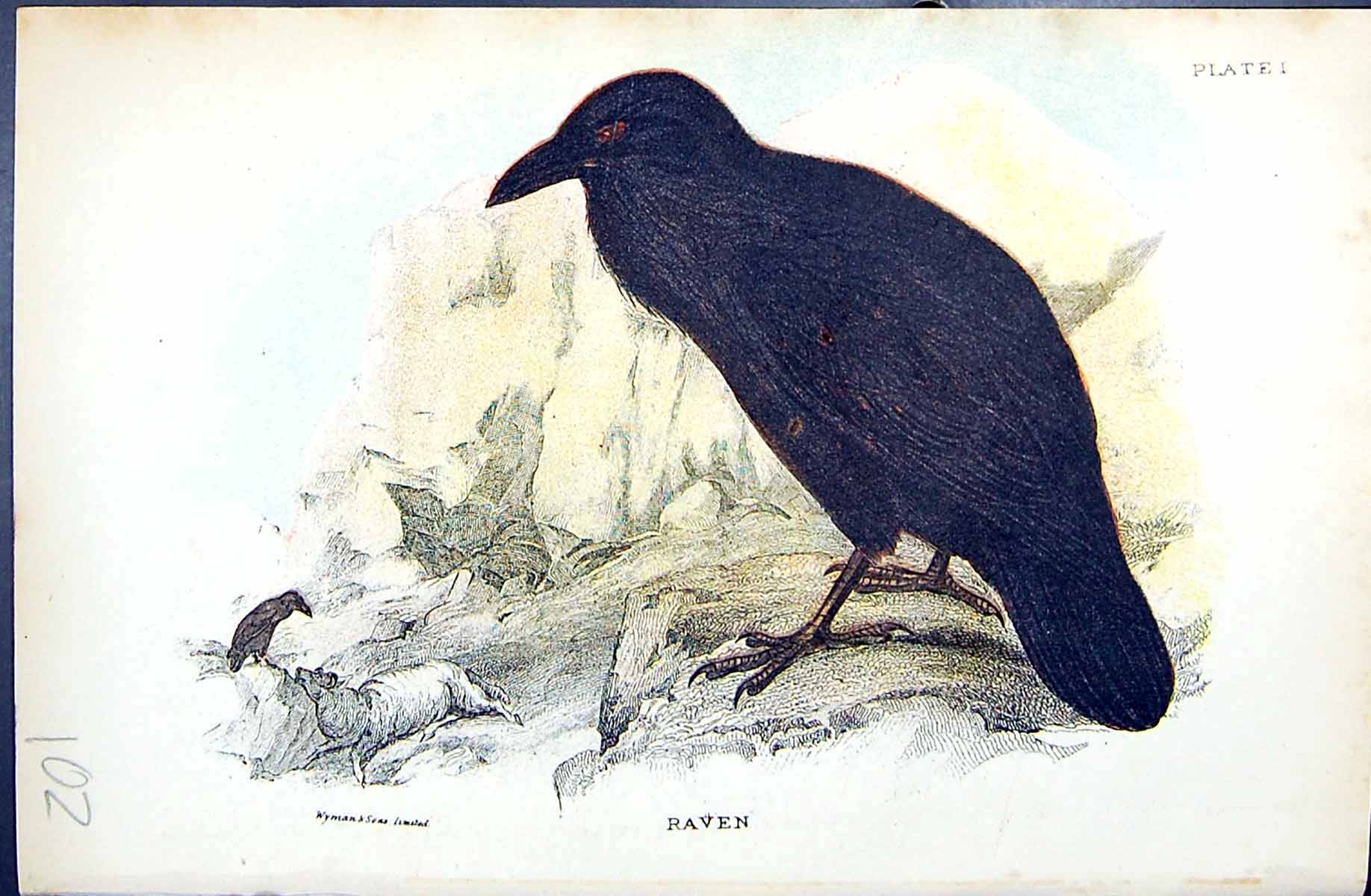 Original Old Antique Print Raven Wyman 1896 Lloyd Sharpe Colour Birds Victorian