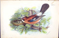 Original Old Antique Print Jay Wyman 1896 Lloyd Sharpe Colour Birds Victorian