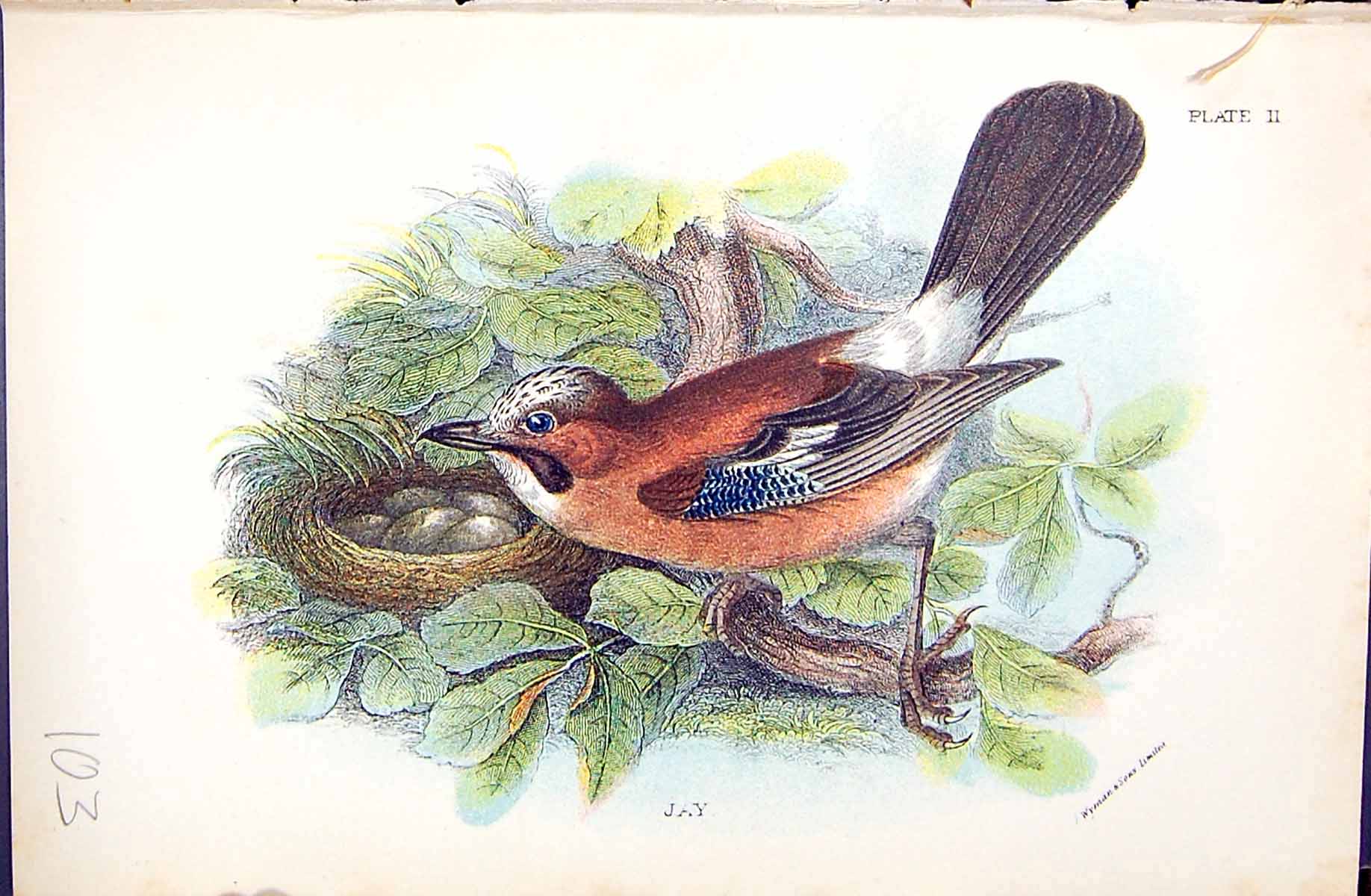 Original Old Antique Print Jay Wyman 1896 Lloyd Sharpe Colour Birds Victorian