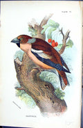 Original Old Antique Print Hawfinch Wyman 1896 Lloyd Sharpe Colour Birds 19th
