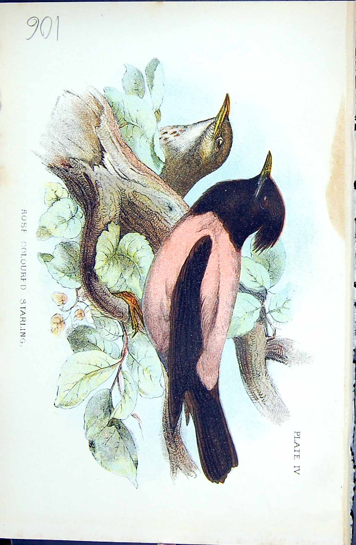 Old Antique Print Rose Coloured Starling 1896 Lloyd Sharpe Colour Birds 19th