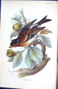 Original Old Antique Print Brambling Wyman 1896 Lloyd Sharpe Colour Birds 19th