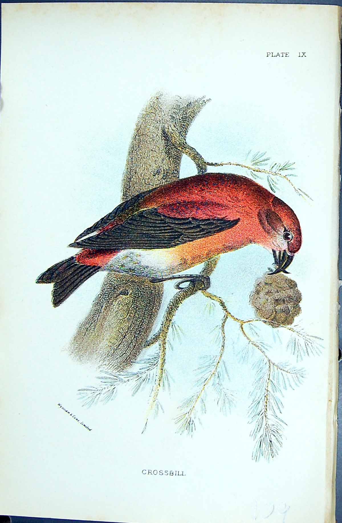 Original Old Antique Print 1896 Lloyd Sharpe Colour Birds Crossbill Wyman 19th