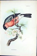 Original Old Antique Print 1896 Lloyd Sharpe Colour Birds Bullfinch Wyman 19th