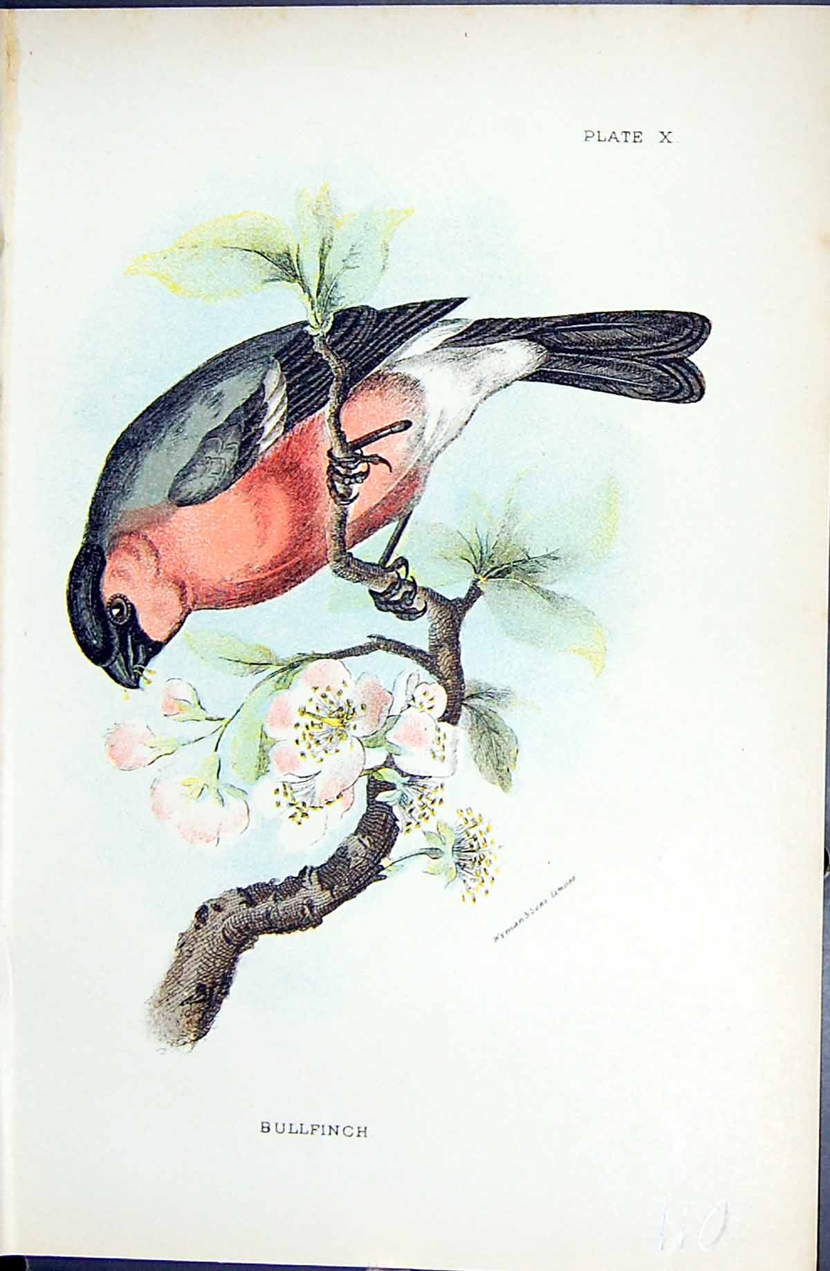 Original Old Antique Print 1896 Lloyd Sharpe Colour Birds Bullfinch Wyman 19th