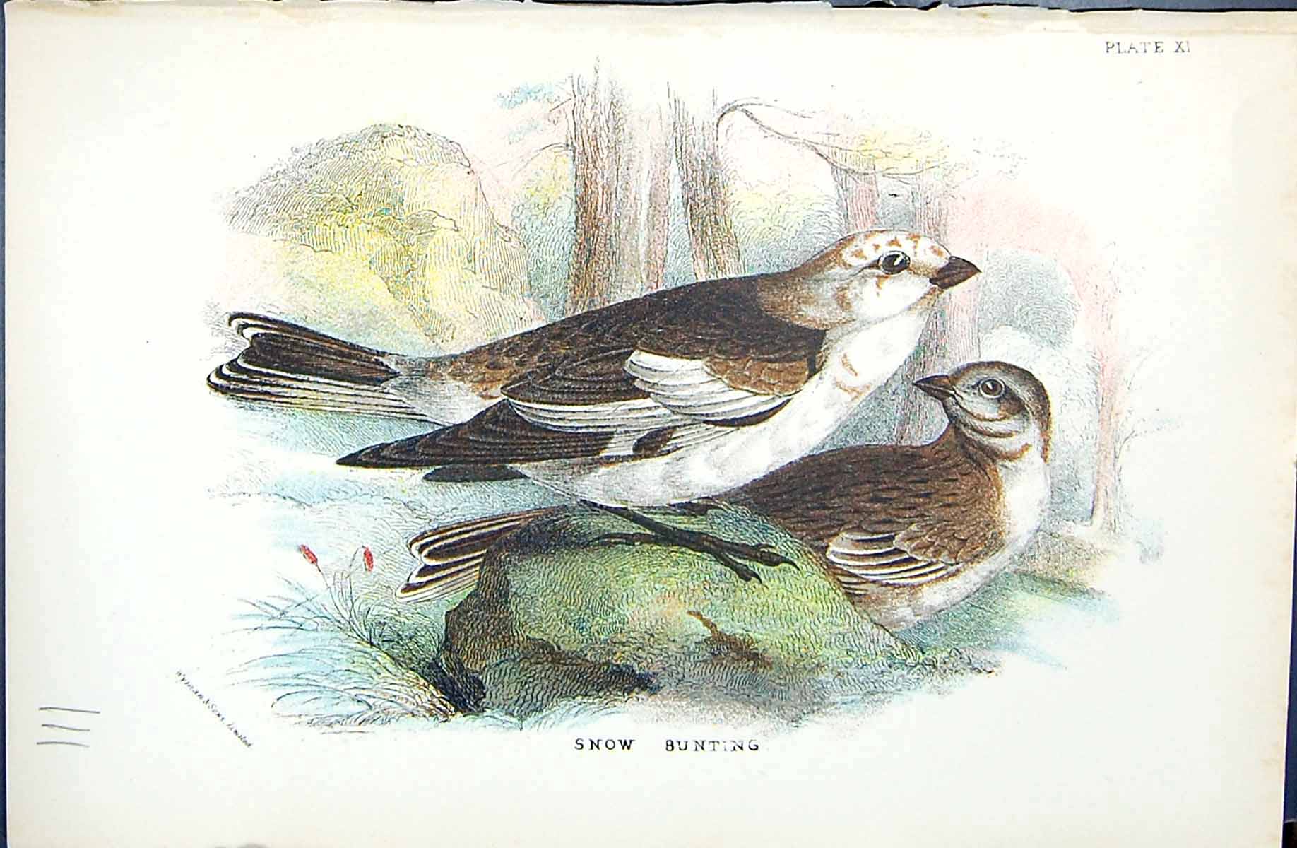 Original Old Antique Print Snow Bunting Wyman 1896 Lloyd Sharpe Colour Birds