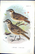 Old Antique Print 1896 Lloyd Sharpe Colour Birds Sky-Lark Wood-Lark Wyman 19th