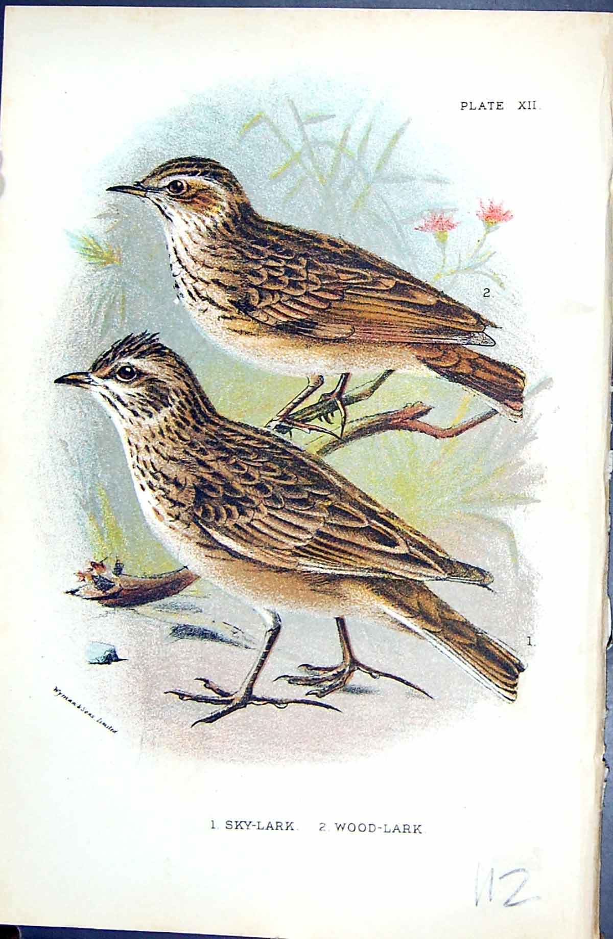 Old Antique Print 1896 Lloyd Sharpe Colour Birds Sky-Lark Wood-Lark Wyman 19th