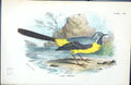 Original Old Antique Print Grey Wagtail Wyman 1896 Lloyd Sharpe Colour Birds