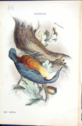 Original Old Antique Print 1896 Lloyd Sharpe Colour Birds Nuthatch Wyman 19th