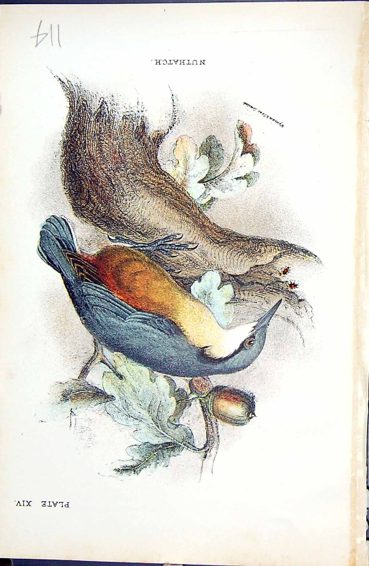 Original Old Antique Print 1896 Lloyd Sharpe Colour Birds Nuthatch Wyman 19th