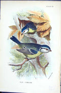 Original Old Antique Print Blue Titmouse Wyman 1896 Lloyd Sharpe Colour Birds