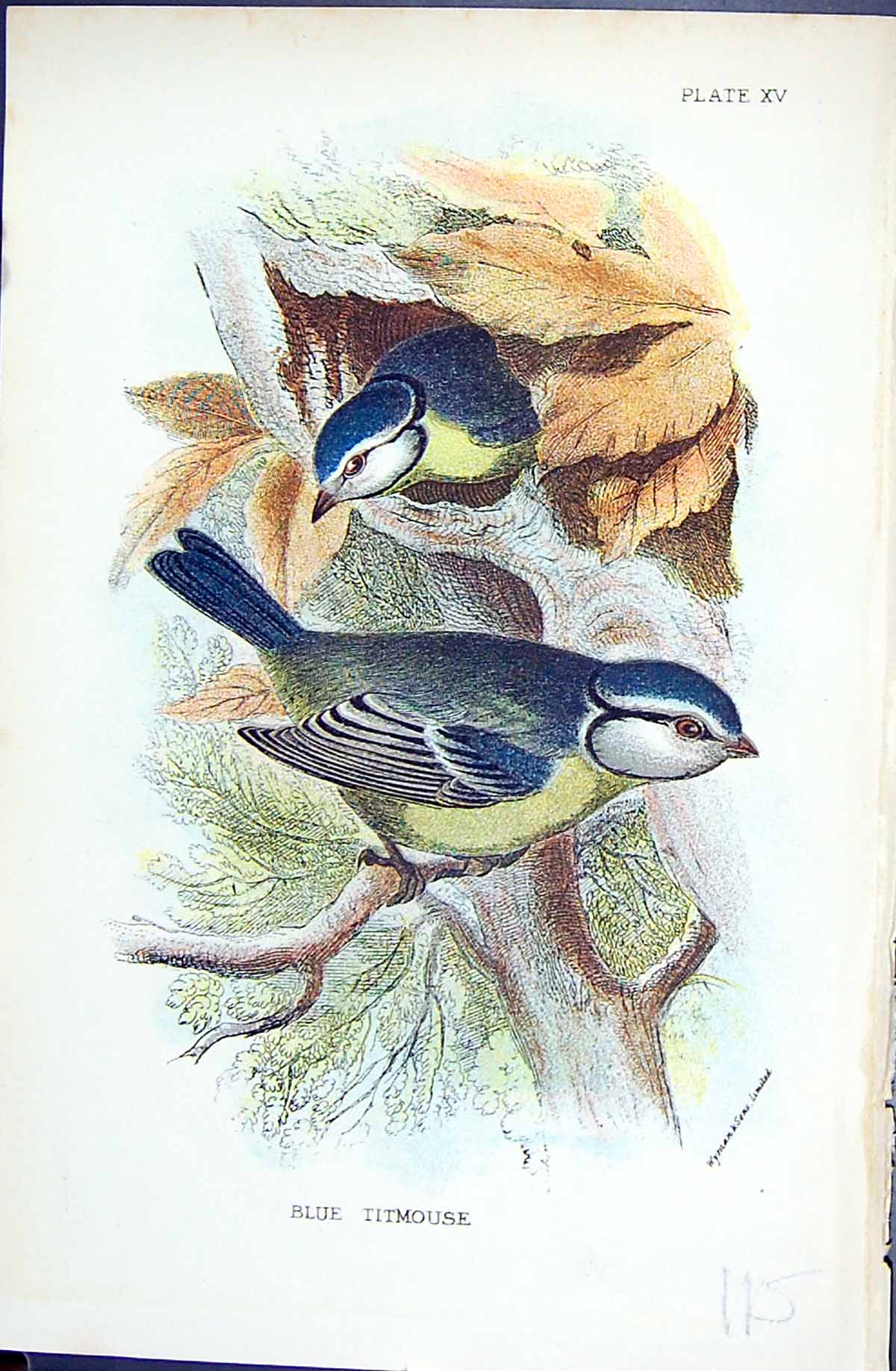 Original Old Antique Print Blue Titmouse Wyman 1896 Lloyd Sharpe Colour Birds