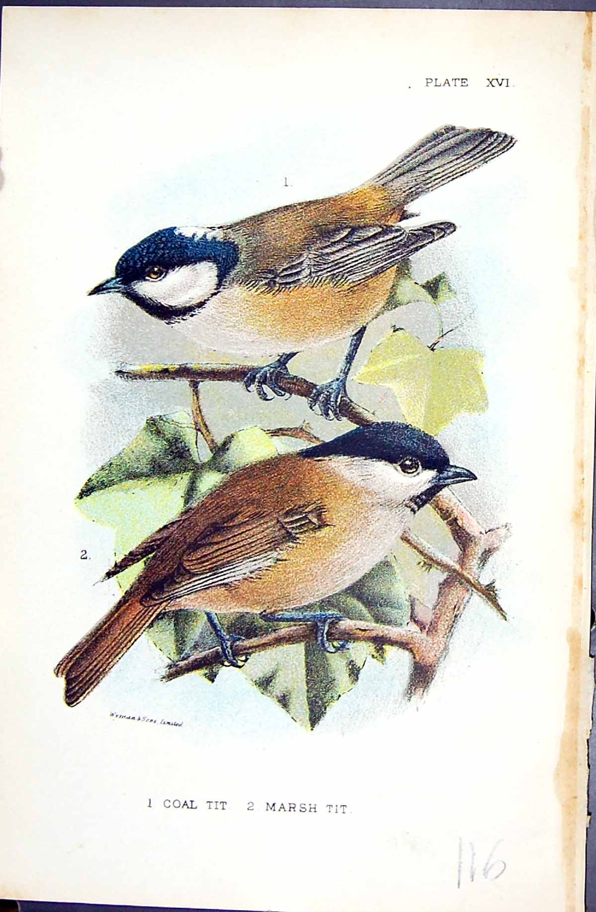 Original Old Antique Print Coal Marsh Tit 1896 Lloyd Sharpe Colour Birds Wyman