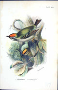 Old Antique Print Wyman 1896 Lloyd Sharpe Colour Birds Gcrest Firecrest 19th