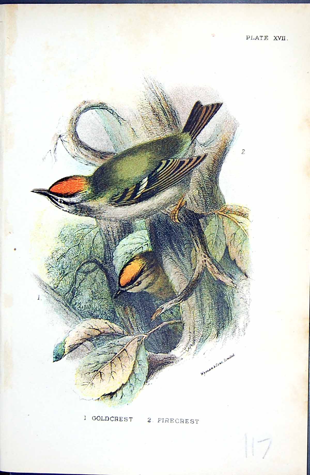 Old Antique Print Wyman 1896 Lloyd Sharpe Colour Birds Gcrest Firecrest 19th