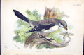 Old Antique Print Great Grey Shrike 1896 Lloyd Sharpe Colour Birds Wyman 19th