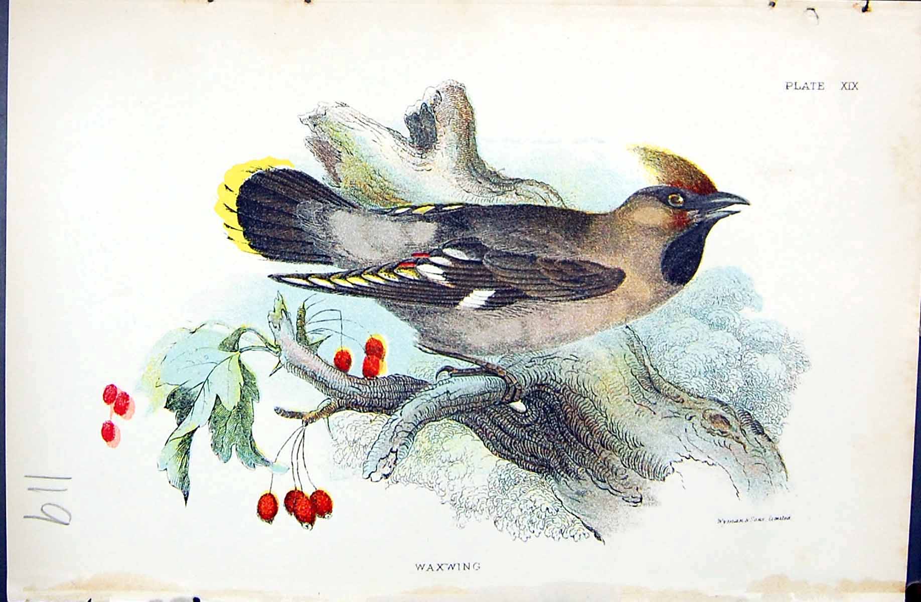 Original Old Antique Print Wyman 1896 Lloyd Sharpe Colour Birds Waxwing 19th
