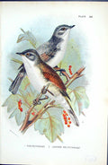 Old Antique Print Wyman 1896 Lloyd Sharpe Colour Birds Lesser Whitethroat 19th