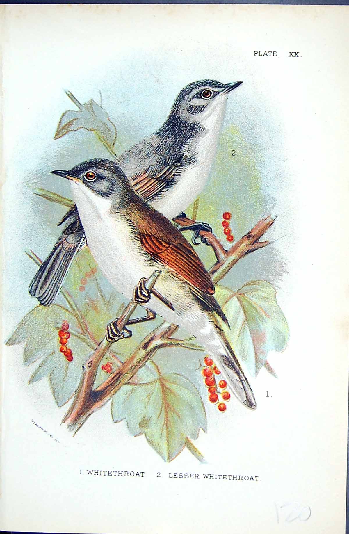 Old Antique Print Wyman 1896 Lloyd Sharpe Colour Birds Lesser Whitethroat 19th