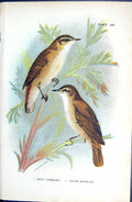 Old Antique Print Reed Sedge Warbler 1896 Lloyd Sharpe Colour Birds Wyman 19th