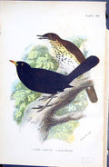 Antique Old Print 1896 Lloyd Sharpe Colour Birds Song Thrush Blackbird Wyman