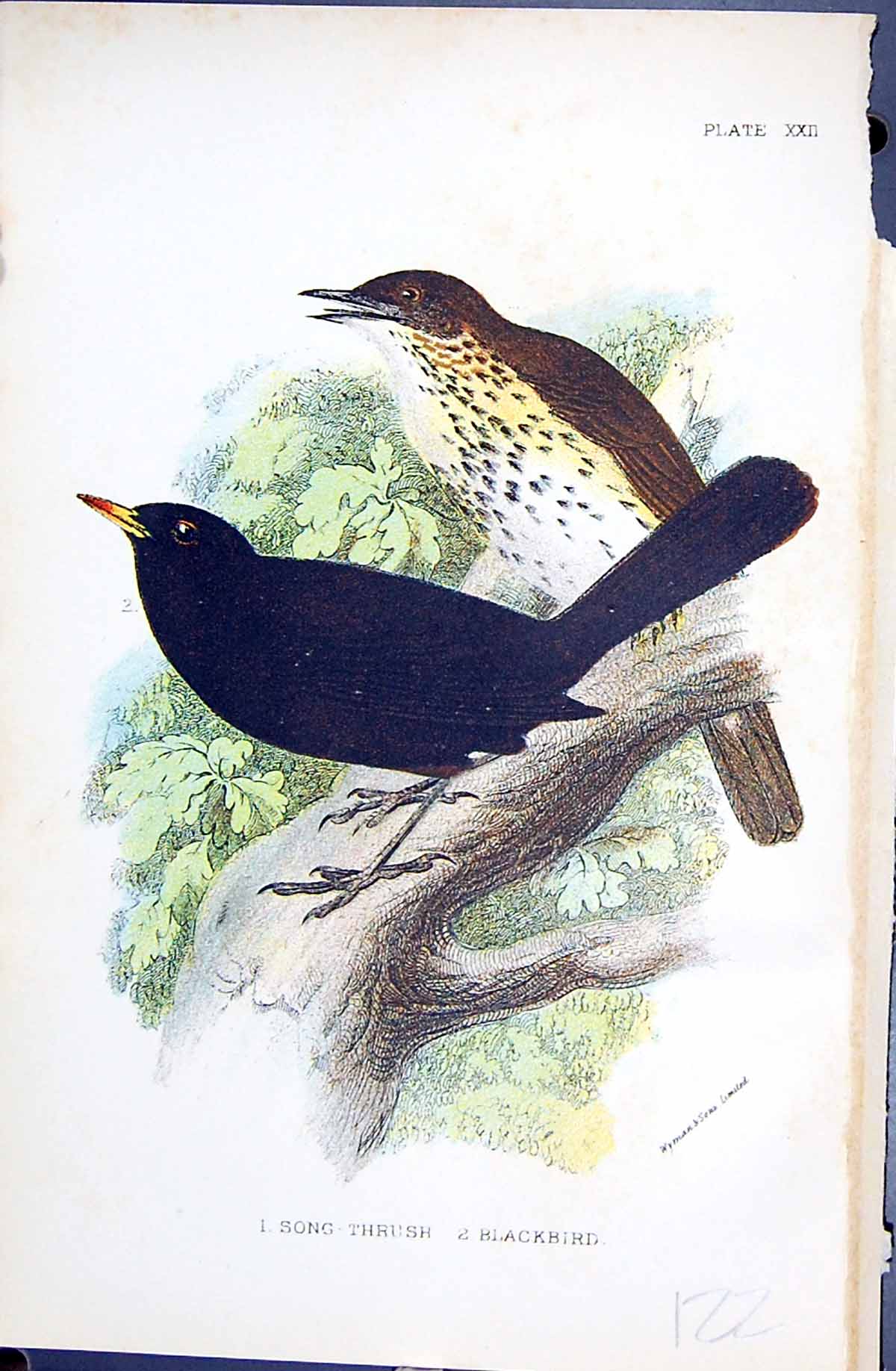 Antique Old Print 1896 Lloyd Sharpe Colour Birds Song Thrush Blackbird Wyman