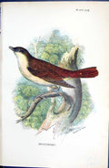 Original Old Antique Print Nightingale Wyman 1896 Lloyd Sharpe Colour Birds