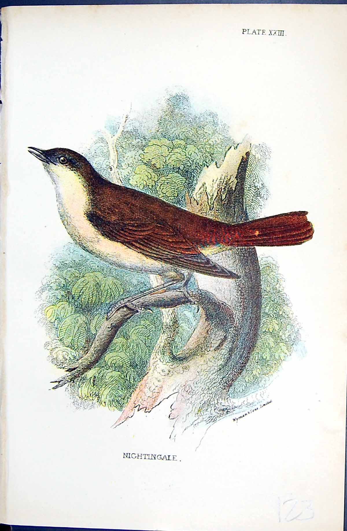 Original Old Antique Print Nightingale Wyman 1896 Lloyd Sharpe Colour Birds