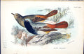 Original Old Antique Print 1896 Lloyd Sharpe Colour Birds Black Redstart Wyman
