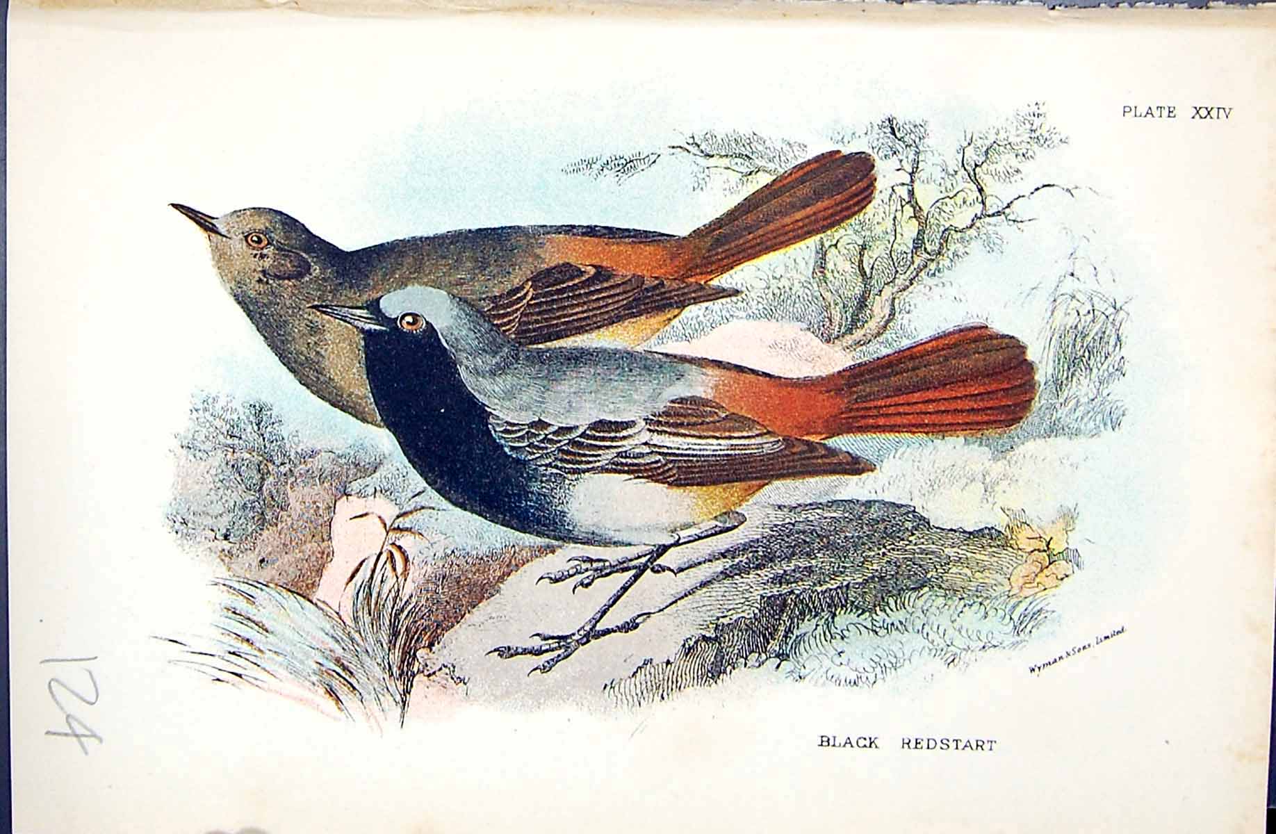 Original Old Antique Print 1896 Lloyd Sharpe Colour Birds Black Redstart Wyman