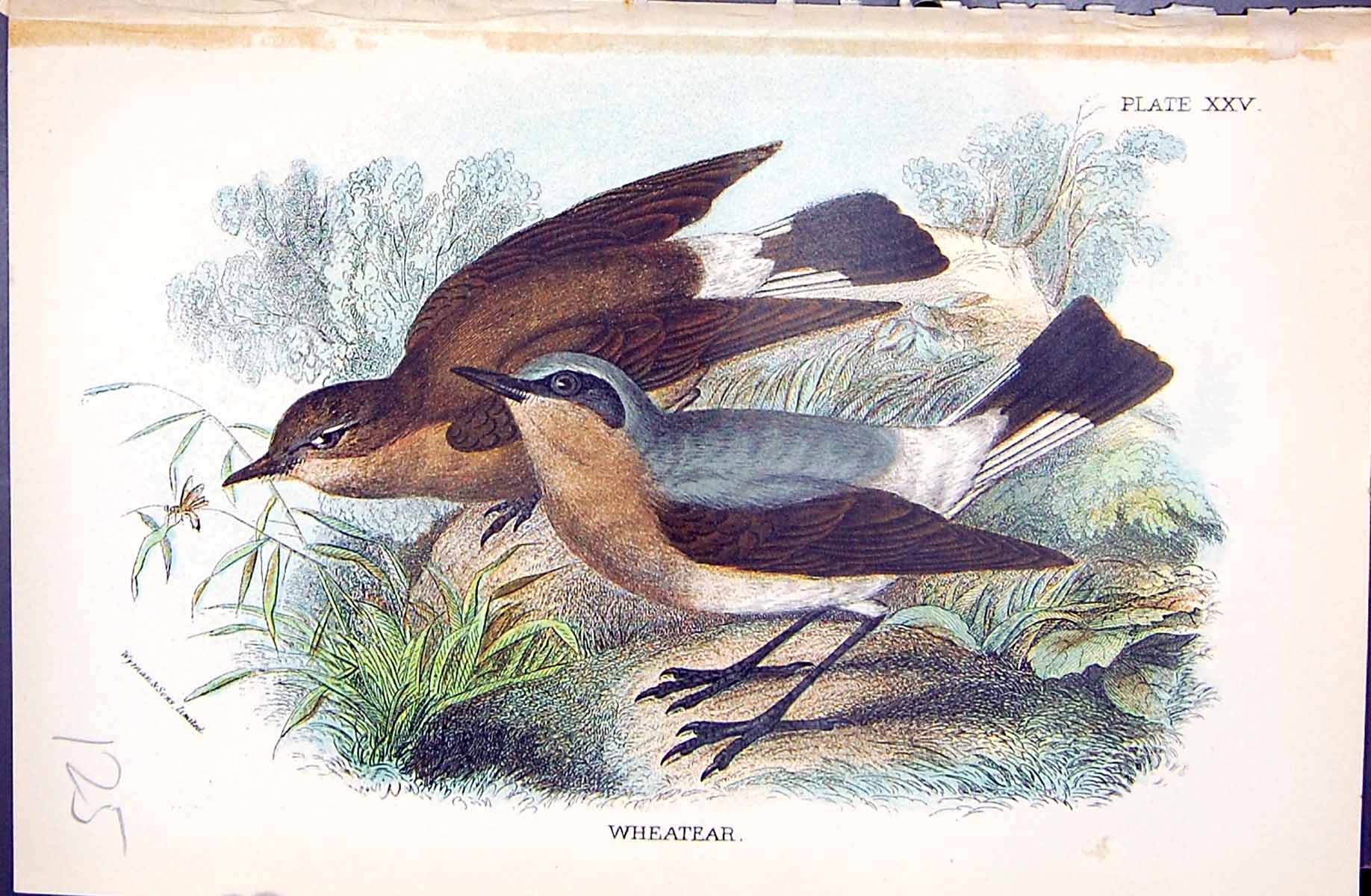 Original Old Antique Print Wheatear Wyman 1896 Lloyd Sharpe Colour Birds 19th