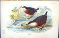 Original Old Antique Print Dipper 1896 Lloyd Sharpe Colour Birds Wyman 19th