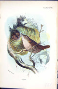 Original Old Antique Print 1896 Lloyd Sharpe Colour Birds Wren Wyman Victorian