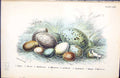 Old Print 1896 Lloyd Birds Eggs Dipper Raven Redbreast Wheatear Gfinch N 19th