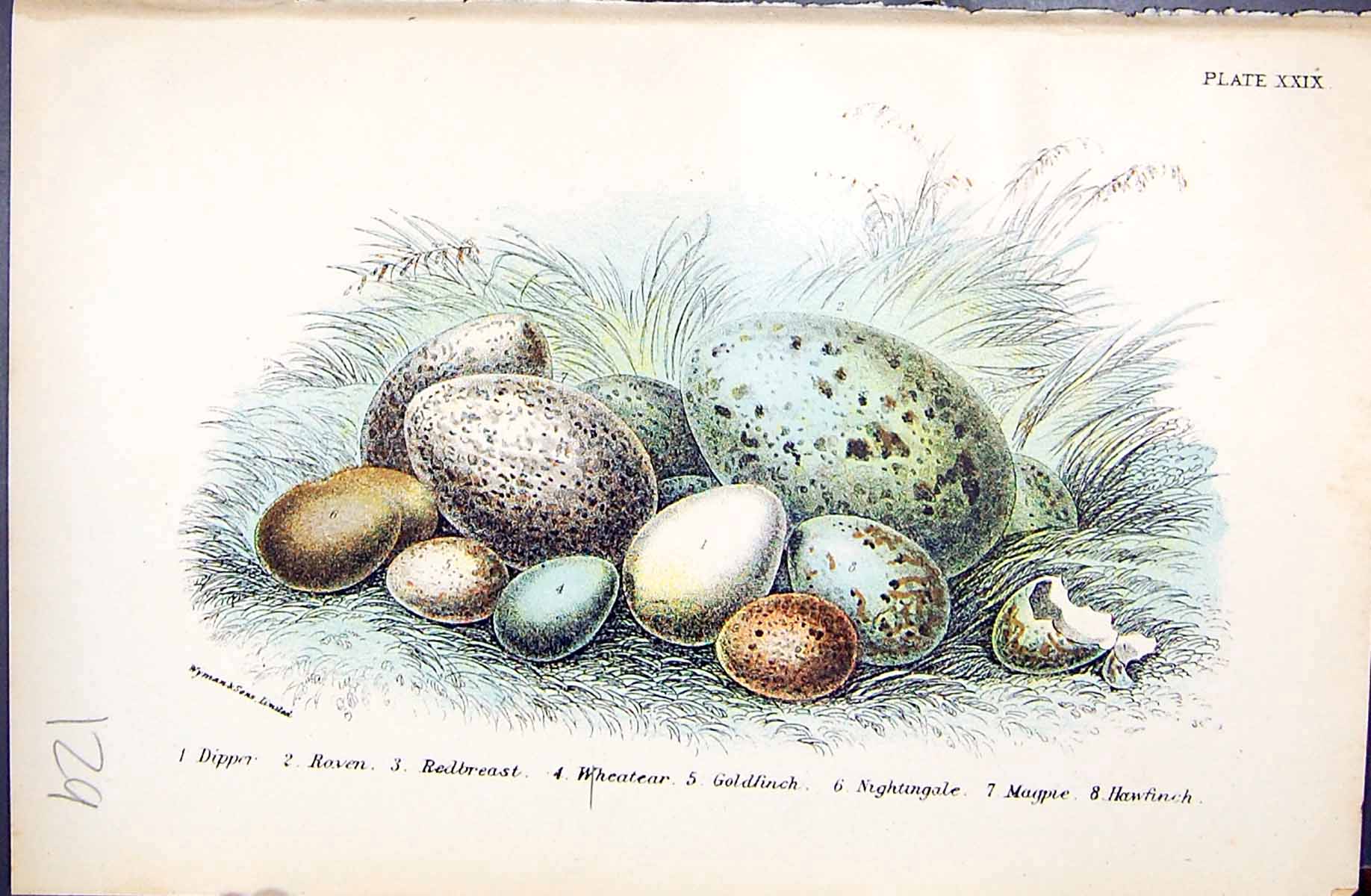 Old Print 1896 Lloyd Birds Eggs Dipper Raven Redbreast Wheatear Gfinch N 19th