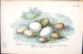 Old 1896 Lloyd Sharpe Birds Eggs Brambling Woodpecker Wagtail Shrike Victorian