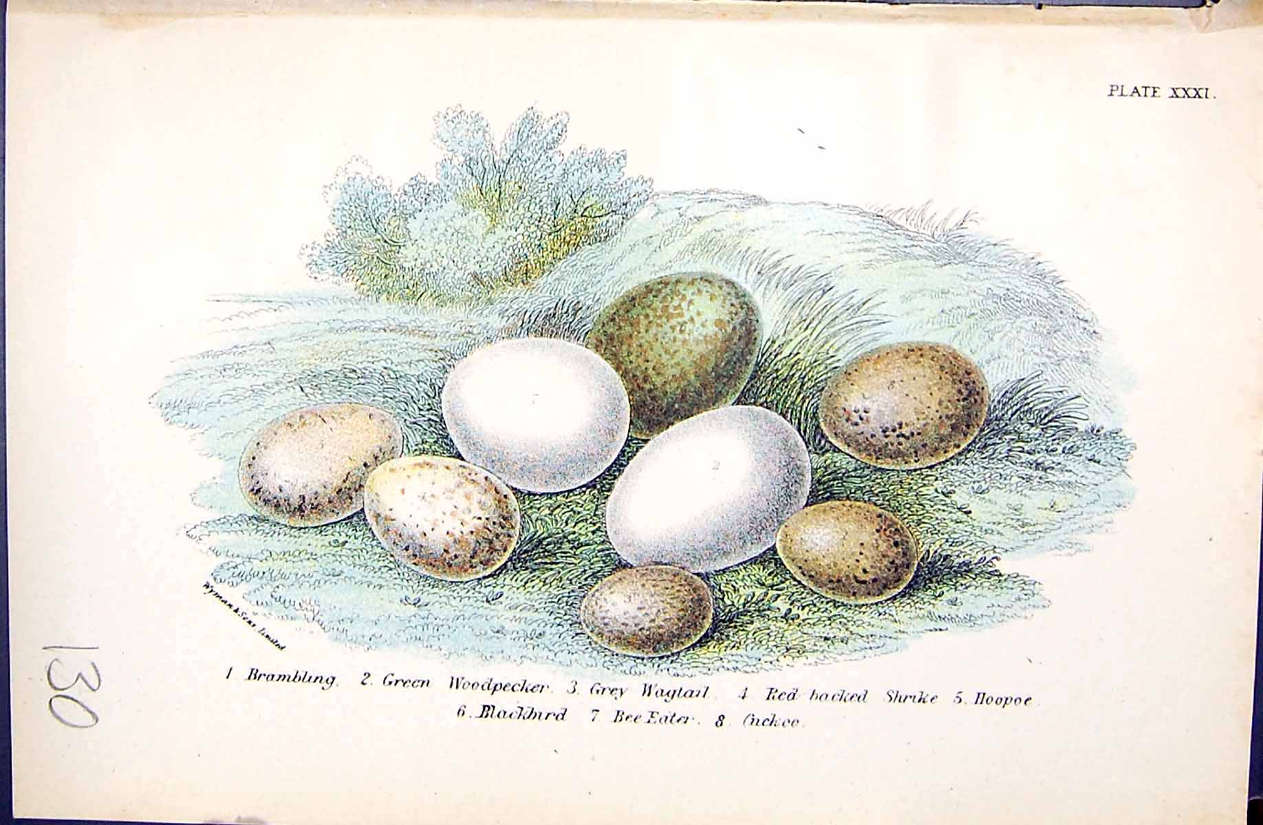 Old 1896 Lloyd Sharpe Birds Eggs Brambling Woodpecker Wagtail Shrike Victorian