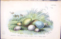 Antique Print 1896 Lloyd Sharpe Birds Eggs Song Thrush G-Crest Swallow Wren