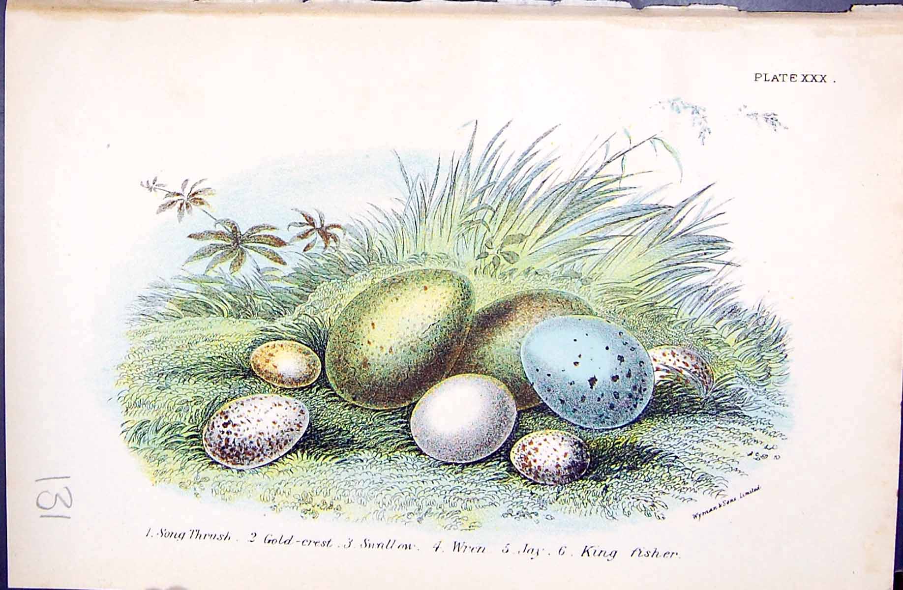 Antique Print 1896 Lloyd Sharpe Birds Eggs Song Thrush G-Crest Swallow Wren