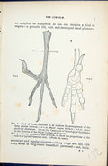 Old 1896 Lloyd Sharpe Birds Corvidae Rook Foot Bones Skeleton Tendons Victorian