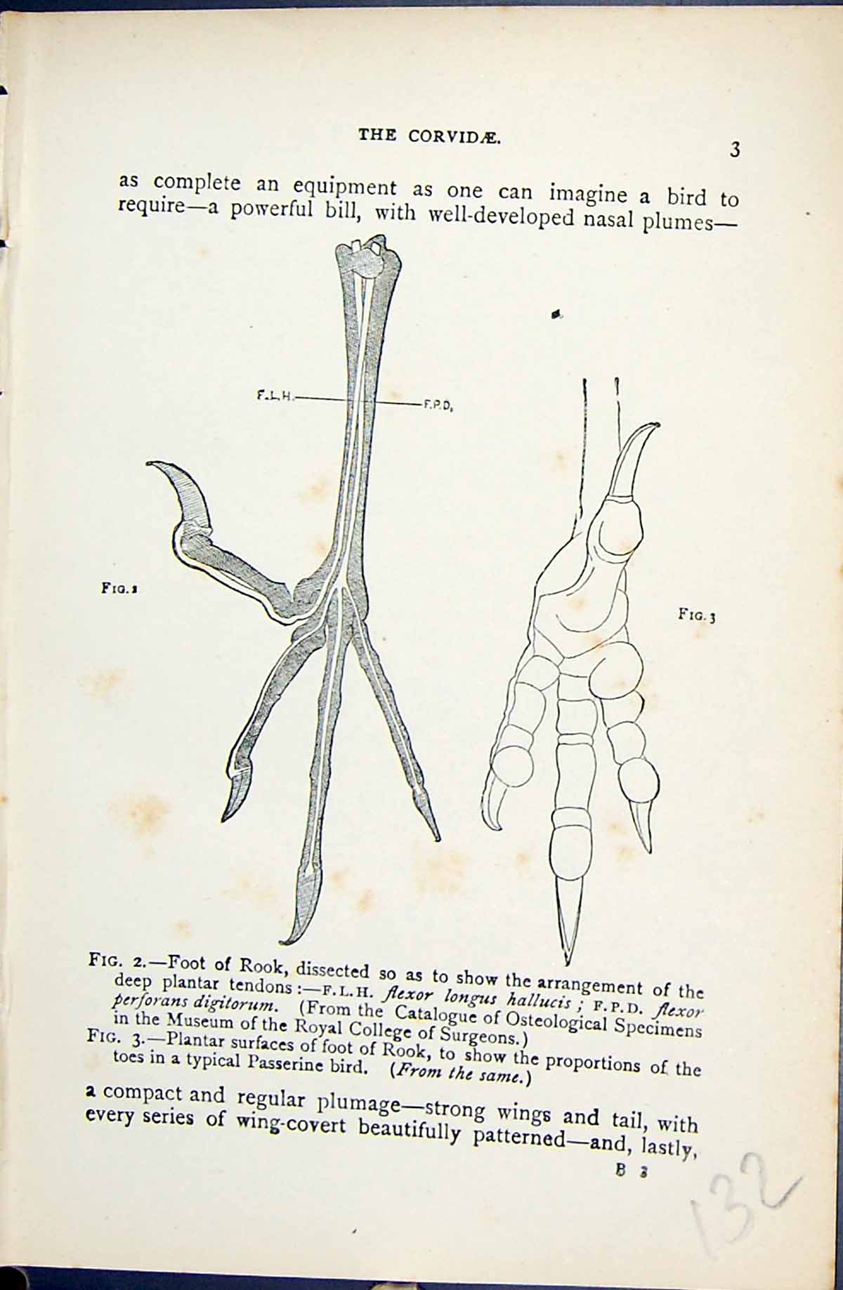 Old 1896 Lloyd Sharpe Birds Corvidae Rook Foot Bones Skeleton Tendons Victorian