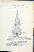 Old 1896 Lloyd Sharpe Birds Natural History Oscines Crows Family Corv Victorian