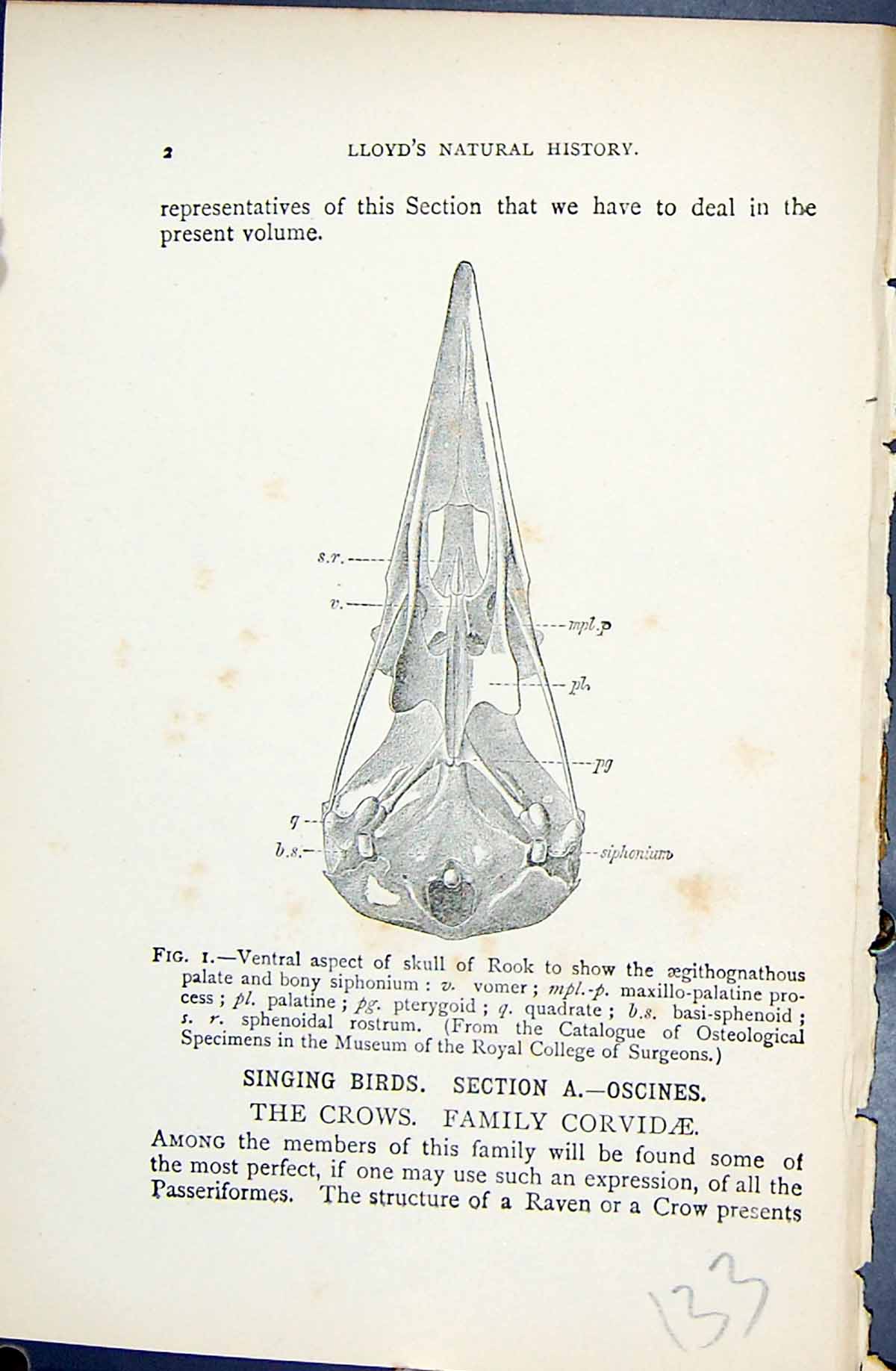 Old 1896 Lloyd Sharpe Birds Natural History Oscines Crows Family Corv Victorian